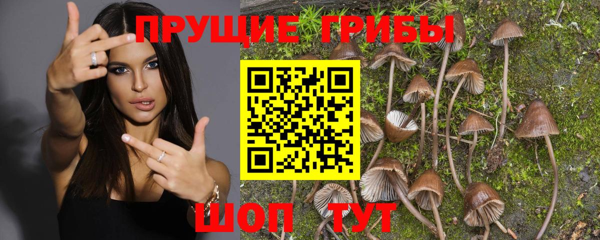Дубна  Галлюциногенные грибы Psilocybe  купить наркоту  Вход с VPN 